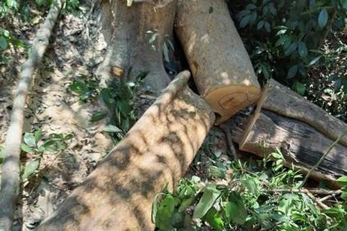 Hạt trưởng Kiểm lâm ở Quảng Nam bị dọa giết