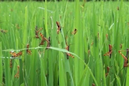 Sẵn sàng kịch bản ứng phó với châu chấu sa mạc tại Điện Biên