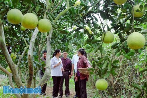 Phát huy hiệu quả nguồn quỹ khuyến nông