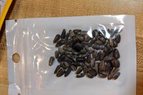 50 bang của Mỹ đồng loạt cảnh báo hạt giống bí ẩn từ Trung Quốc