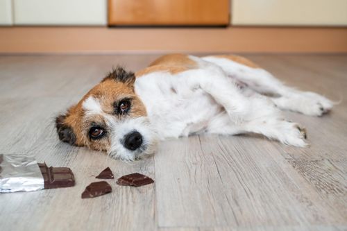 Thành phần nào trong chocolate khiến chó có thể tử vong khi ăn?
