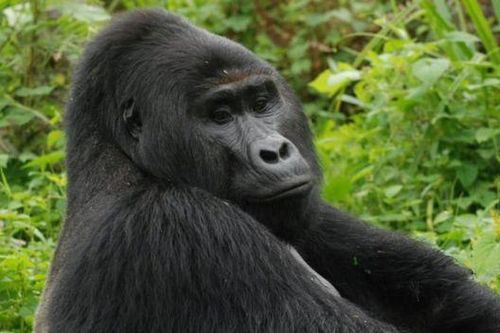 Thủ phạm giết khỉ đột siêu quý hiếm của Uganda lãnh án 11 năm tù
