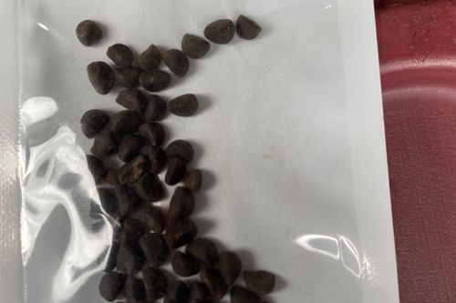 Vì sao hạt giống bí ẩn từ Trung Quốc gây ngờ vực ở Mỹ?