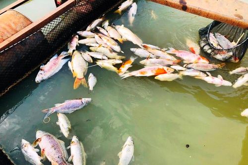 Làm rõ nguyên nhân cá bè trên sông Cái chết bất thường