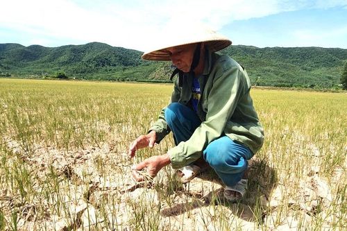 Bắc Trung bộ hạn hán khốc liệt