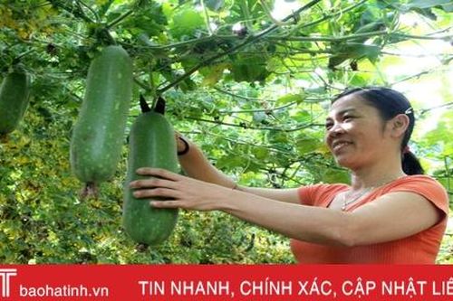 Bí quyết giữ vườn rau sạch, xanh mướt trong mùa nắng của nông dân Hà Tĩnh