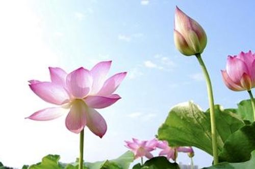 Bức tượng bên bờ mùa sen