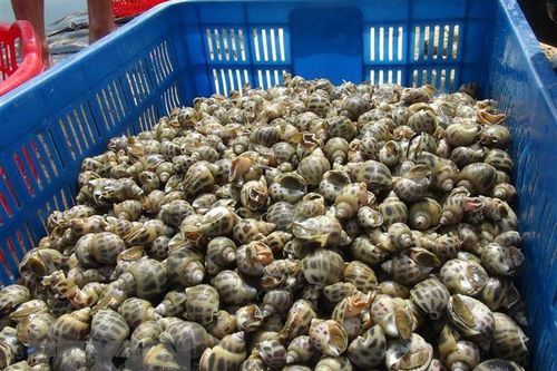 Nguồn cung khan hiếm, giá ốc hương thương phẩm tăng cao trở lại