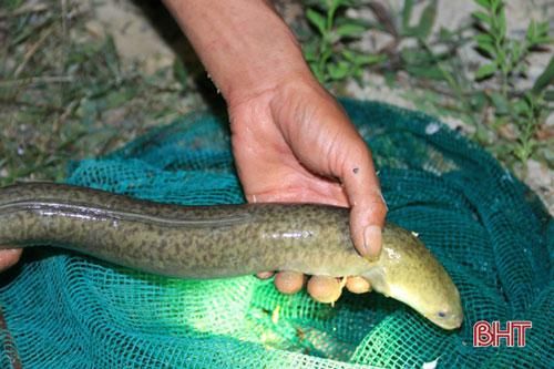 Hà Tĩnh: Mô hình nuôi cá chình hoa mang lại hiệu quả kinh tế cao