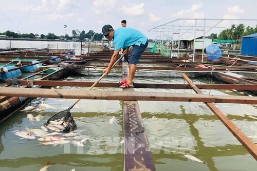 Cá bè chết hàng loạt trên sông Đồng Nai