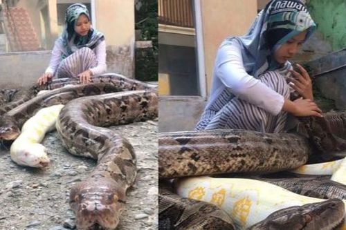 Nuôi 6 con trăn khổng lồ làm thú cưng, bé gái 14 tuổi khiến cư dân mạng thót tim
