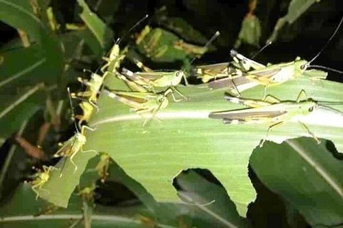 Châu chấu tre gây hại gần 30ha cây trồng ở Mường Chà