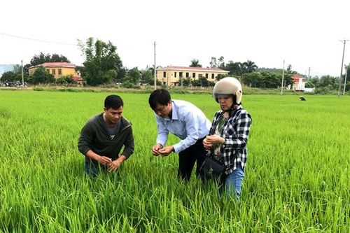 Trên 540ha lúa mùa bị nhiễm bệnh đạo ôn lá