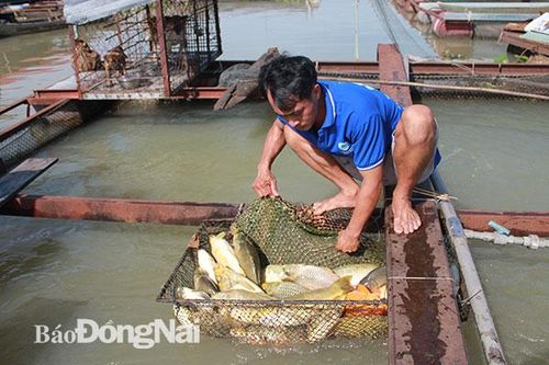 Làng nuôi cá bè Hiệp Hòa xảy ra hiện tượng cá chết bất thường
