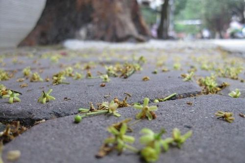 Phố dịu dàng mùa hoa xà cừ
