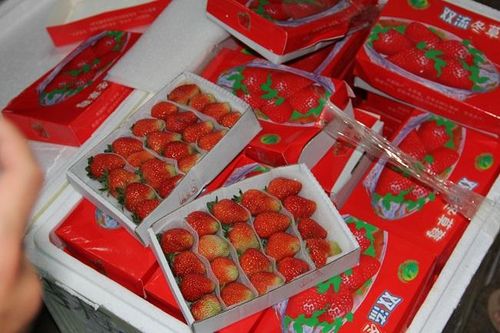 Dâu tây Trung Quốc nhập lậu có dư lượng thuốc bảo vệ thực vật cao