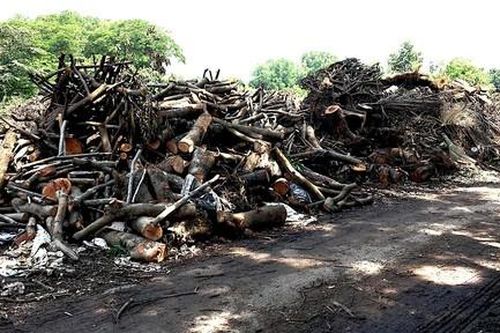 Kỳ cuối: Gỗ cổ thụ đi về đâu?