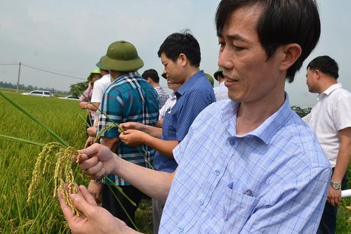 Xây dựng 2 chuỗi liên kết - sản xuất tiêu thụ sản phẩm lúa, gạo Japonica