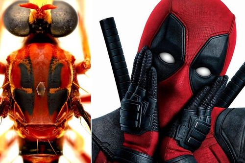 Loài ruồi được đặt theo tên các siêu anh hùng Marvel