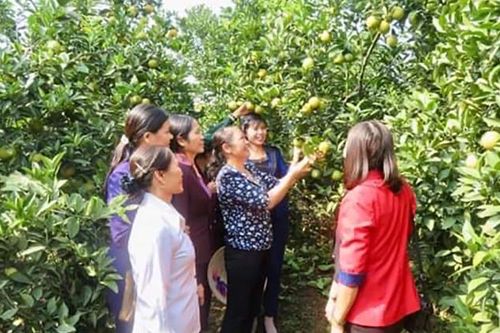 Khuyến khích sản xuất nông sản sạch, an toàn
