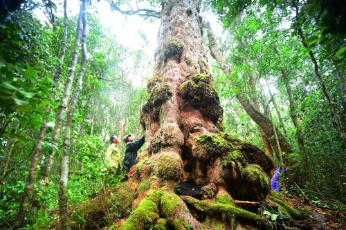 Rừng và kiểm lâm: Tiếng gọi nơi hoang dã