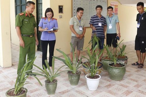 Trộm phong lan quý giá tiền tỷ bán lấy tiền mua xe và vàng
