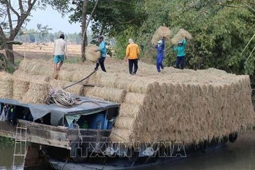Tăng thêm nguồn thu từ bán rơm tươi và cho vịt chạy đồng
