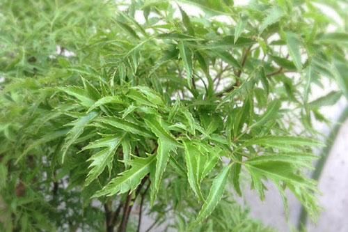 Bị những bệnh này khỏi cần đi bệnh viện tốn tiền, cứ dùng đinh lăng chữa là khỏi dứt điểm
