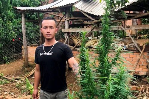 Thanh niên nghiện ma túy trồng cần sa để sử dụng