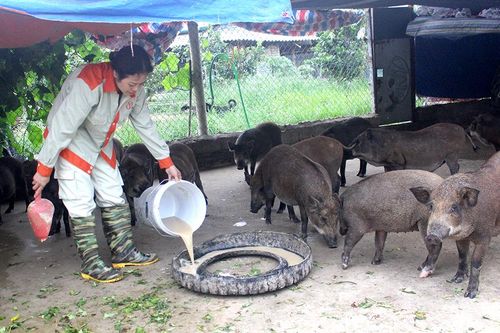 Nông dân Phú Lộc giúp nhau phát triển kinh tế