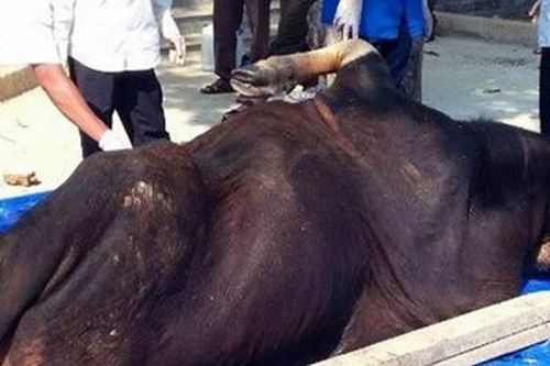 Đề nghị Đồng Nai xử nghiêm nhóm giết hại bò tót