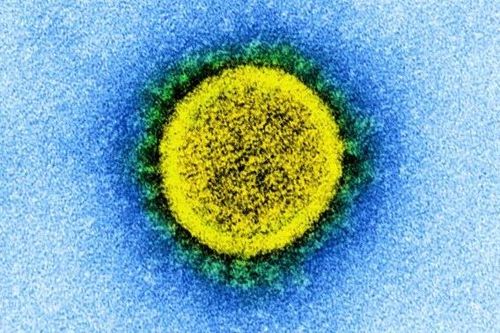 Truy tìm nguồn gốc SARS-COV-2 nhờ tái tạo lại lịch sử tiến hóa