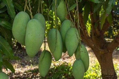 Xoài xanh Việt Nam xuất khẩu vào Australia tăng gấp đôi