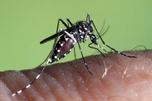 Campuchia xác nhận bùng phát dịch sốt Chikungunya tại 12 tỉnh thành, hơn 1.000 ca mắc bệnh