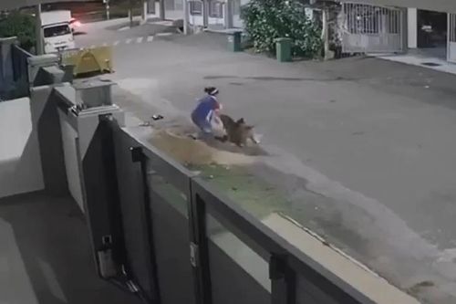 Lái ô tô đuổi chó dữ đang tấn công 1 phụ nữ