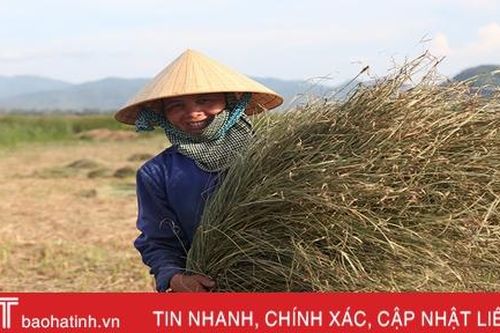 Người dân 'ốc đảo' ở Hà Tĩnh tất bật thu hoạch cói trong niềm vui được giá