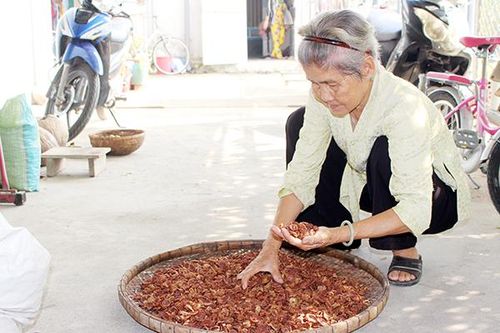 Ký ức vùng trồng cau Phú Hội