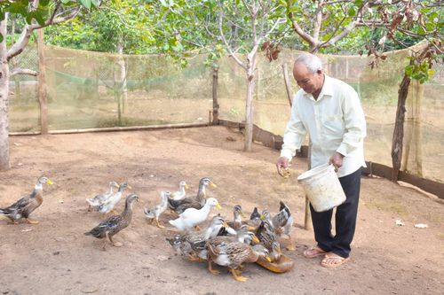 'Đại thụ' làng Tnao