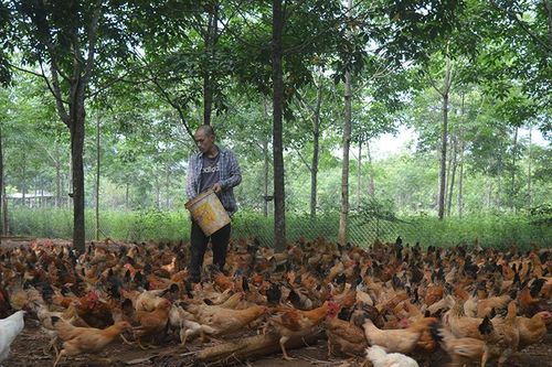 Quỹ Hỗ trợ phát triển hợp tác xã: Kênh dẫn vốn phát triển kinh tế tập thể hiệu quả