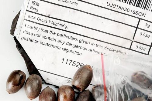 Hạt giống bí ẩn từ TQ lan khắp nhiều nước gây lo ngại 'hủy diệt'