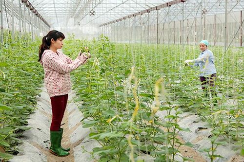 Vĩnh Phúc ứng dụng khoa học kỹ thuật vào sản xuất nông nghiệp