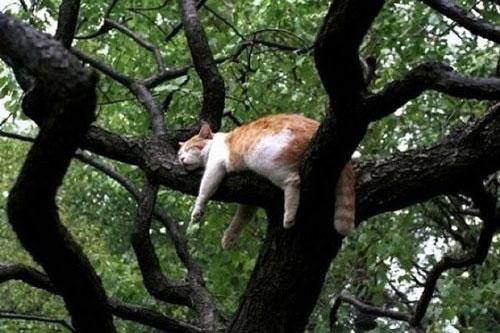 Kinh ngạc trước khả năng ngủ trên cây tài tình của các 'boss' mèo