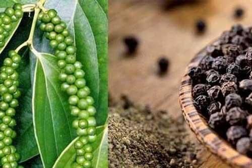 Hạt tiêu 'nhỏ nhưng có võ', giúp bạn cải thiện tiêu hóa, giảm cân hiệu quả