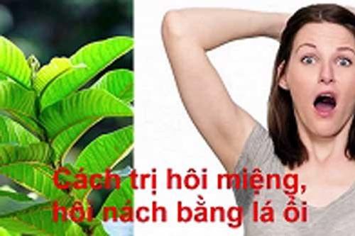 Ai bị hôi miệng, hôi nách cứ lấy lá ổi làm theo cách này vô cùng hiệu quả