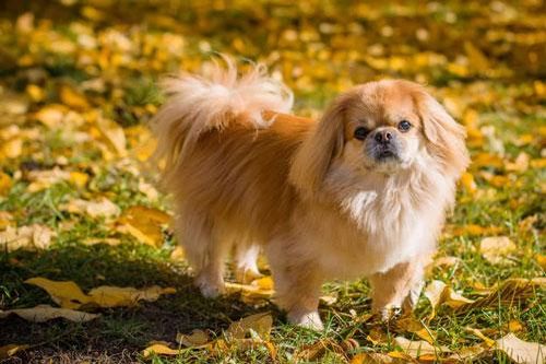 8 lưu ý quan trọng không thể bỏ qua khi chăm sóc những chú chó 'cưng'