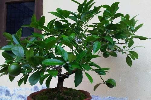 Không trồng cây này trong nhà dù lý do là gì có thể bạn sẽ hối hận