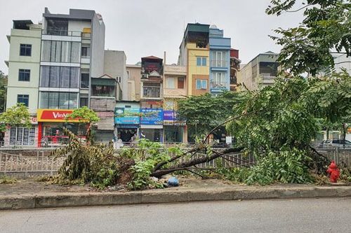 Hà Nội không xảy ra úng ngập, 11 cây xanh gãy, đổ do trận mưa dông chiều nay