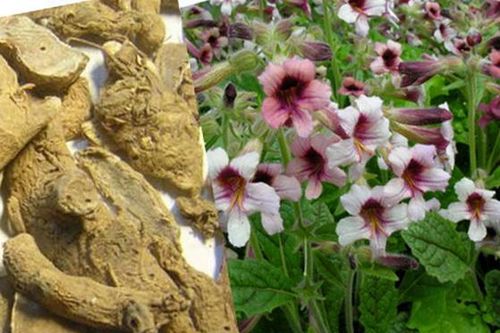 Bài thuốc hỗ trợ trị bệnh tay - chân - miệng