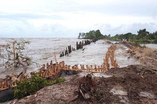 Kiên Giang: 700 mét đê bị sạt lở nghiêm trọng