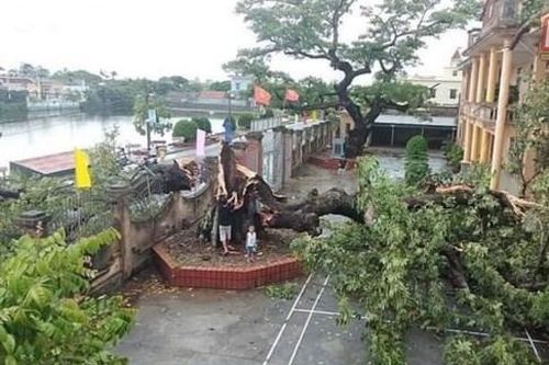 Thái Bình: Bão số 2 giật đổ cây gạo di sản gần 400 tuổi
